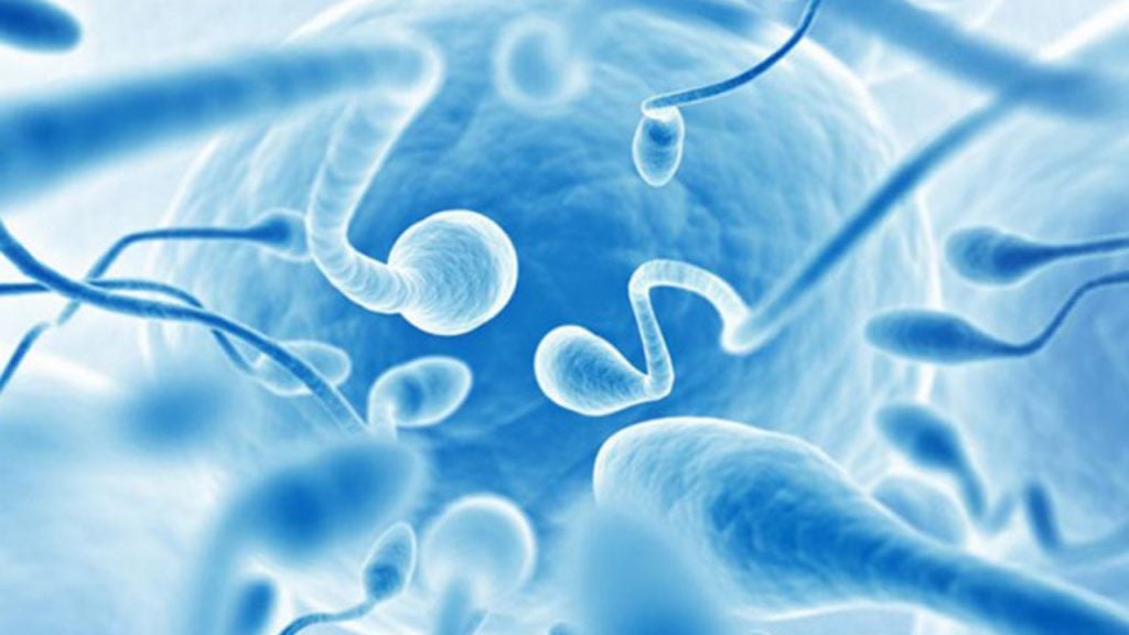 WHAT DOES SPERM TEST TELL US?